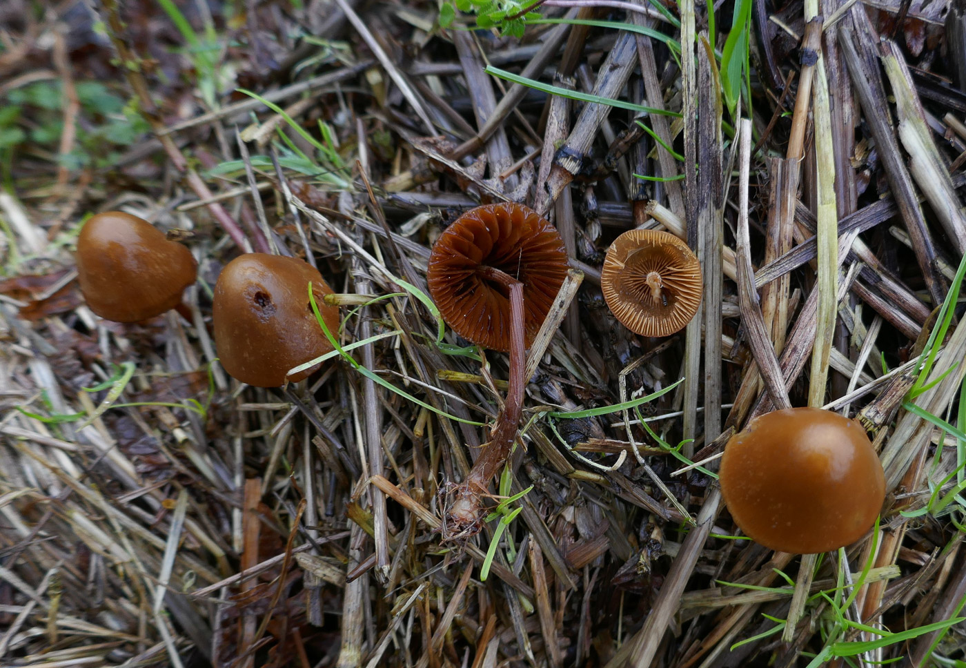 Photo by Jackie Ewan Conocybe pubescens by Jackie Ewan